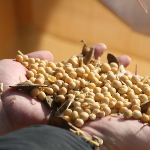 Adachi Whole Bean Koikuchi Shoyu Japanese Dark Soy Sauce 360ml