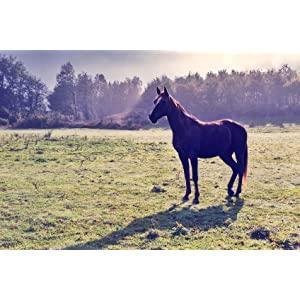 Kumano Yushi Horse Oil Shampoo 600ml