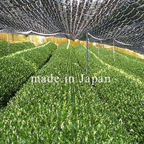 Honjien Organic Matcha Japanese Green Tea Powder Gold Grade 30g