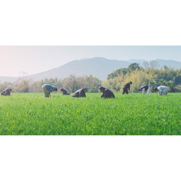 Yakult Watashi no Aojiru Green Barley Grass Juice Powder (60 Sticks) 240g