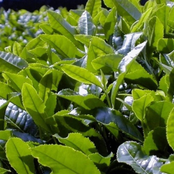 Uji Kyoto Green Tea Gift Set Sencha & Fukamushicha In Tin Cans 160g