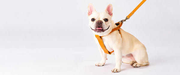 Bonbi Pets