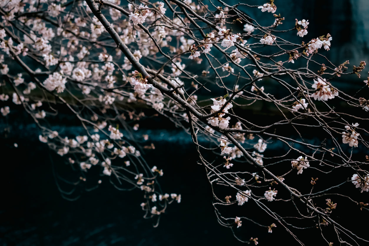 new arrivals at japanese taste